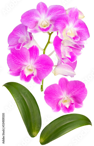 Bunch of Pink orchid isolated on white background  Blooming orchids on white PNG File.