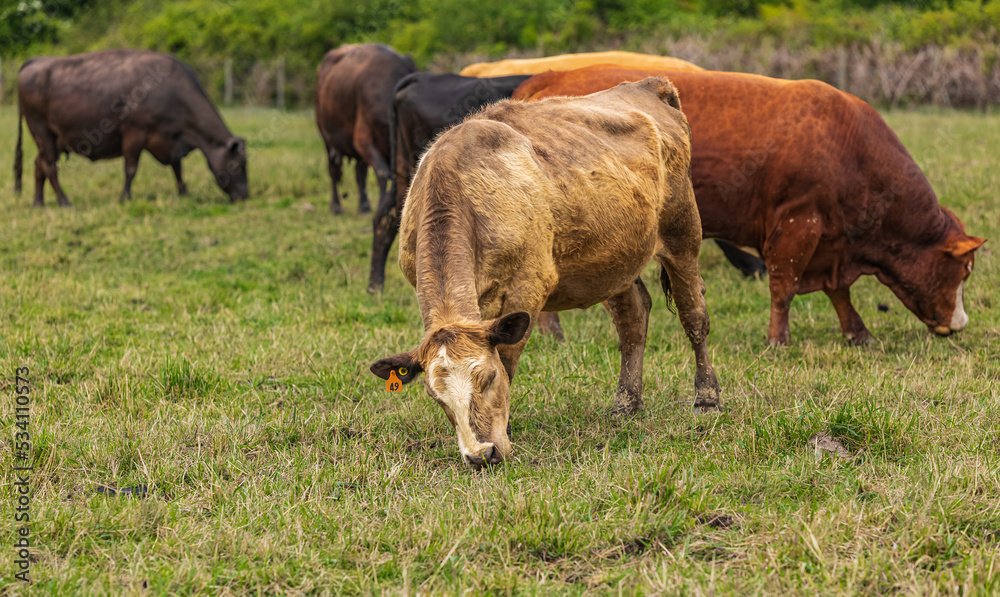 Cows grazing on a Field in Summertime, Cow Farm. Close up of a brown cows on a green alpine meadow. Cows grazing on a Field in Summertime, Cow Farm. Close up of a brown cows on a green alpine meadow.