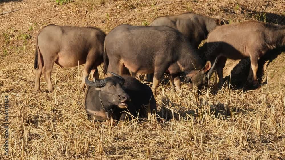 Group of Carabaos feeding while one is resting on the ground, Carabaos Grazing, Water Buffalo, Bubalus bubalis, Thailand. Group of Carabaos feeding while one is resting on the ground, Carabaos Grazing, Water Buffalo, Bubalus bubalis, Thailand.