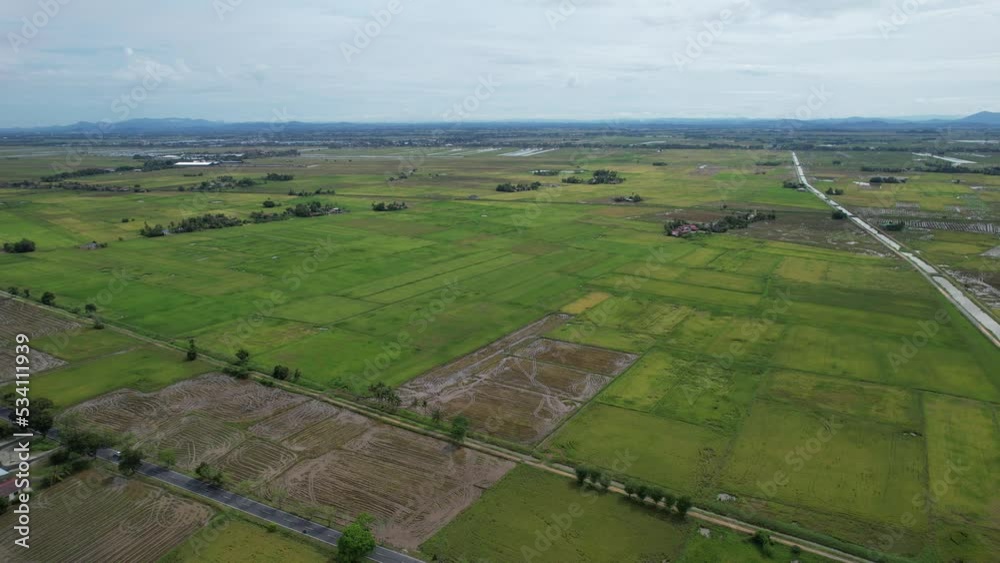 The Paddy Rice Fields of Kedah, Malaysia The Paddy Rice Fields of Kedah, Malaysia