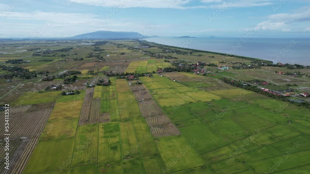 The Paddy Rice Fields of Kedah, Malaysia The Paddy Rice Fields of Kedah, Malaysia