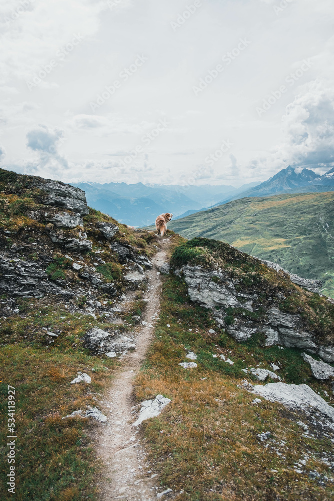 Glücklicher Australian Shepherd beim Wandern