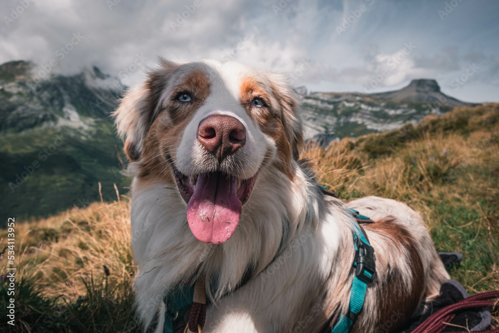 Glücklicher Australian Shepherd beim Wandern