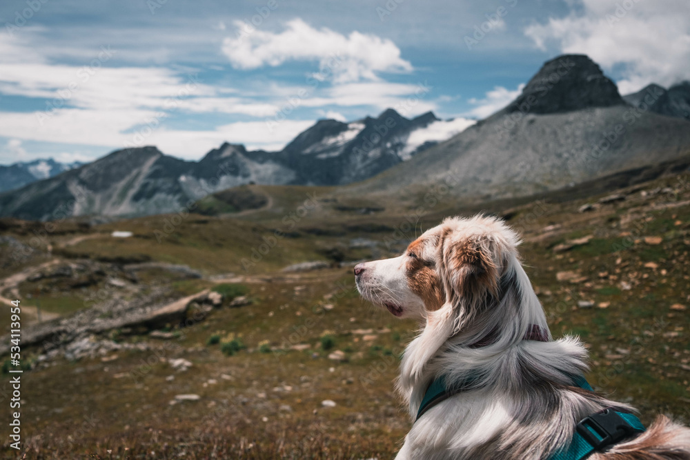 Glücklicher Australian Shepherd beim Wandern