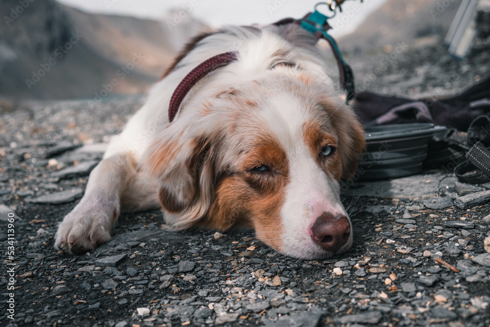 Glücklicher Australian Shepherd beim Wandern
