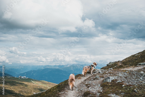 Glücklicher Australian Shepherd beim Wandern © Andrea