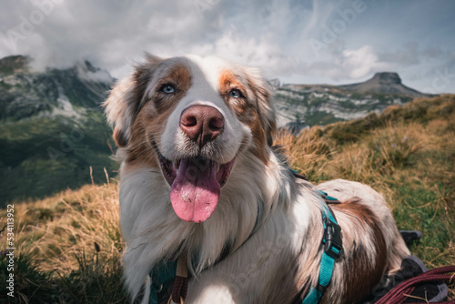 Obraz na płótnie Glücklicher Australian Shepherd beim Wandern w salonie