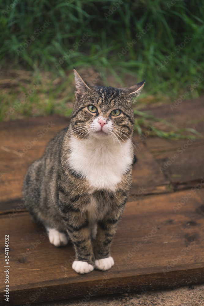 Naklejka premium Handsome Cat In A Country Garden