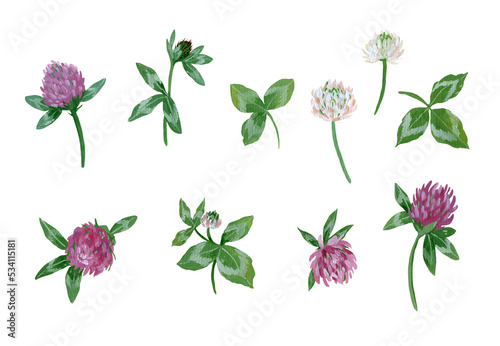 set of gouache elements - clover flowers and leaves on a white background.