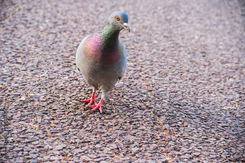 鳩ぽっぽ photo