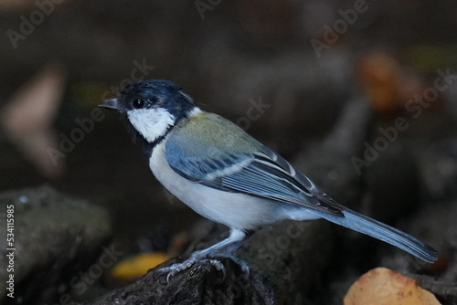 japanese tit in a forest