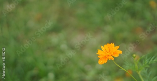 yellow dandelion flower