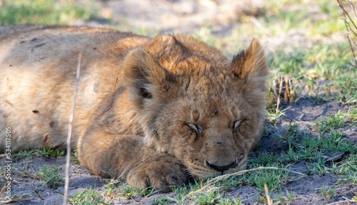 African lion cub sleeping in the shade of a bush in the wild