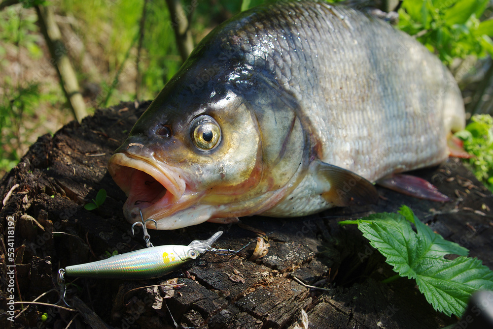 Asp fish lying on a tree stump next to a spinning rod and bait. Close-up.