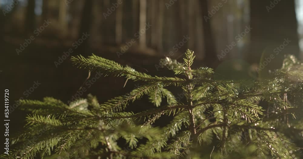 Close up panning shot of needle of fir trees lighting in sunlight at forest