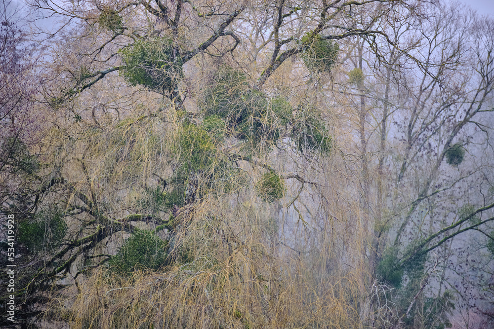 Vue rapprochée sur les branches avec les boules de gui Vue rapprochée sur les branches avec les boules de gui