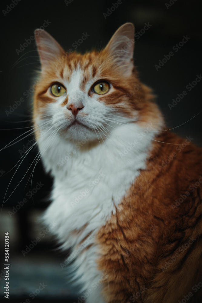 portrait of a cat