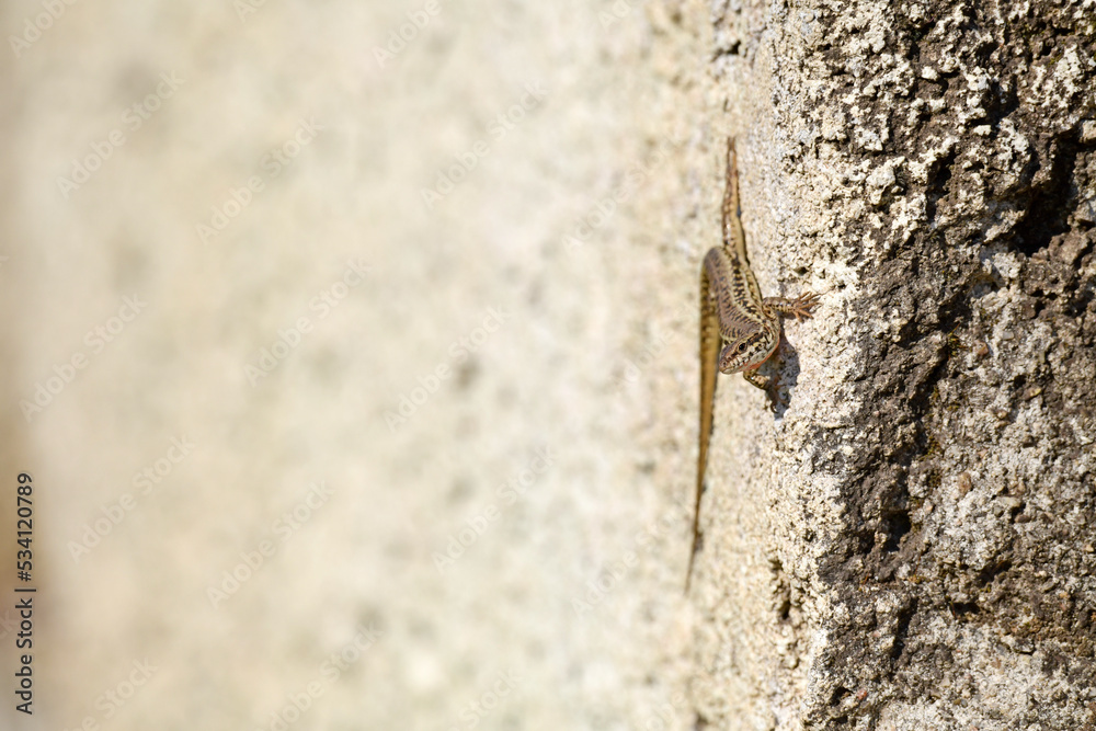 Erhard’s Wall Lizard // Ägäische Mauereidechse (Podarcis erhardii riveti) - Meteora, Greece