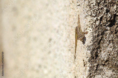 Erhard’s Wall Lizard // Ägäische Mauereidechse (Podarcis erhardii riveti) - Meteora, Greece © bennytrapp