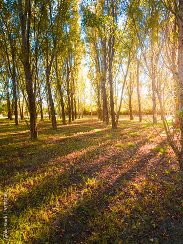 Autumn photography of the sun's rays filtering through a poplar forest at sunset in Juslibol, Zaragoza. Aragon. Spain.