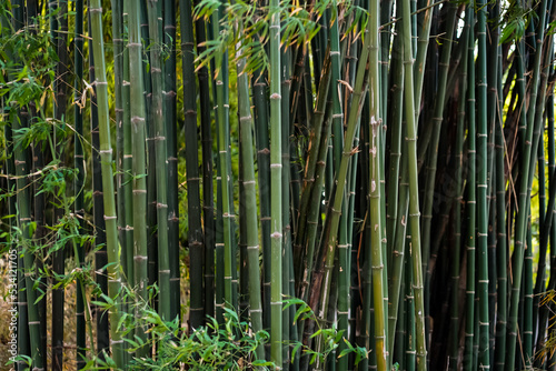 in close up view on the group of proximity to a bamboo trees in a sunny outdoor area