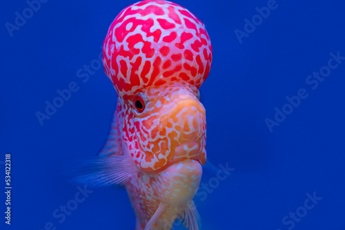 Color fish on the blue background, wallpaper