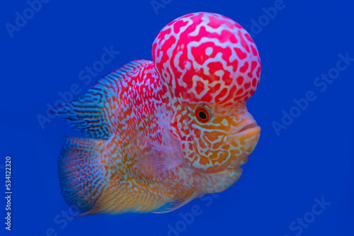 Color fish on the blue background, wallpaper
