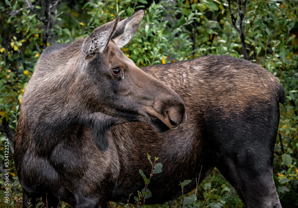moose in the woods moose in the woods