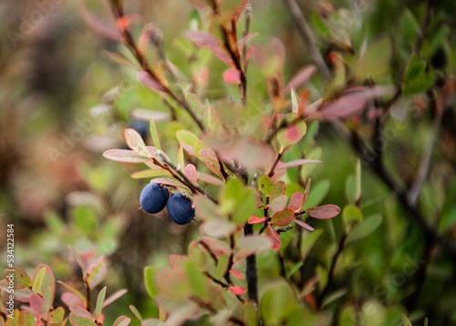 Fotografie wild alaskan blueberries