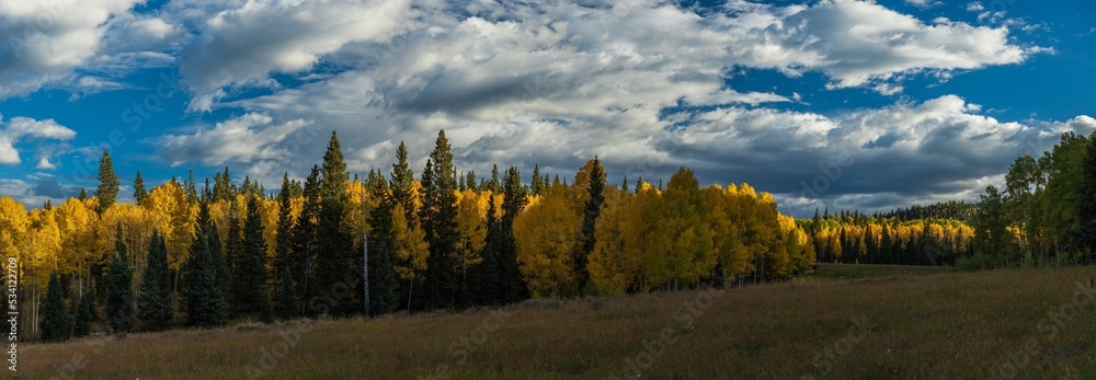 Autumn panorama in a mountain aspen forest at sunset
