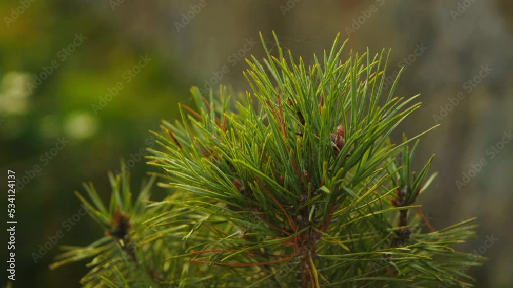 A small decorative Christmas tree stands on the edge of the road in front of a stone wall on a sunny day. A small decorative Christmas tree stands on the edge of the road in front of a stone wall on a sunny day.