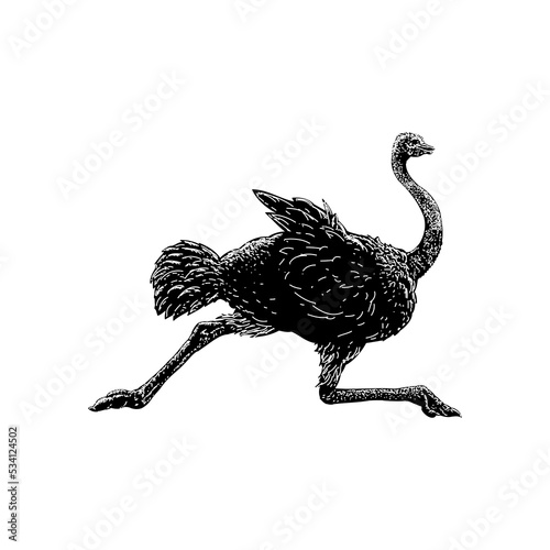 Ostrich hand drawing. Vector illustration isolated on background