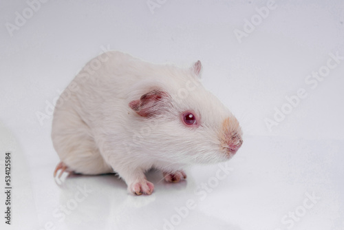 Cute guinea pig white rat