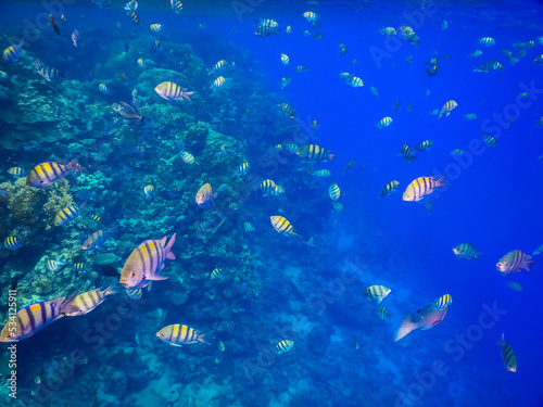 school of colorful indopazific sergeant fish at the coral reef in the red sea