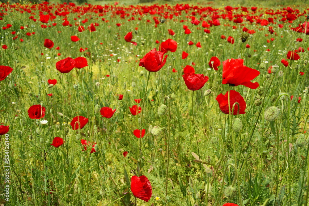 Fototapeta premium field of red poppies