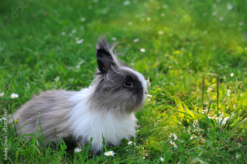 Φωτογραφία Portrait rabbit in the meadow with green grass