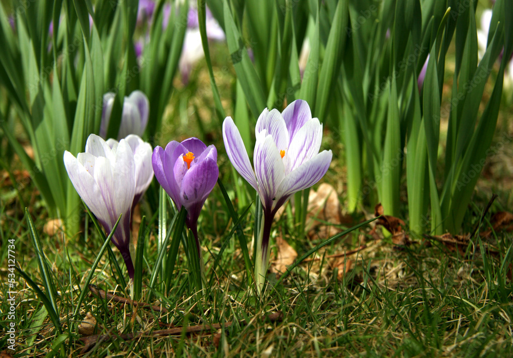Obraz premium Crocuses (saffron) and daffodil shoots.