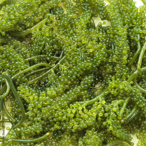 Closeup seaweed umibudo. Sea grapes. photo