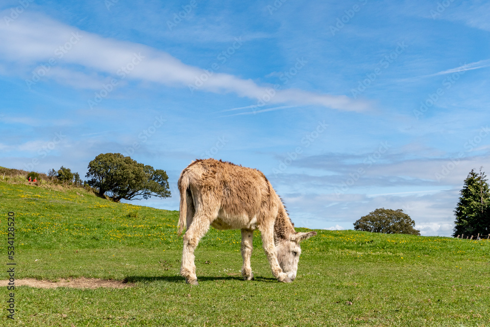 spanish donkey grazing at the green meadow spanish donkey grazing at the green meadow