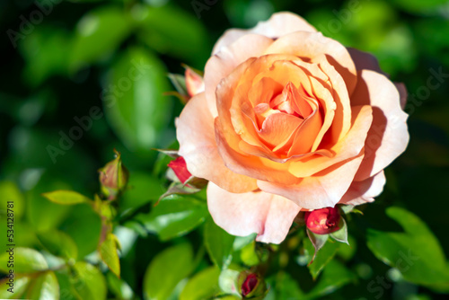 Delicate beautiful cream roses flower with buds among emerald leaves in the garden closeup photo