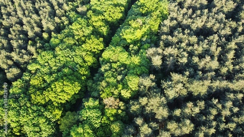 Obraz na plátne Aerial view of dense green trees in Dunwich forest