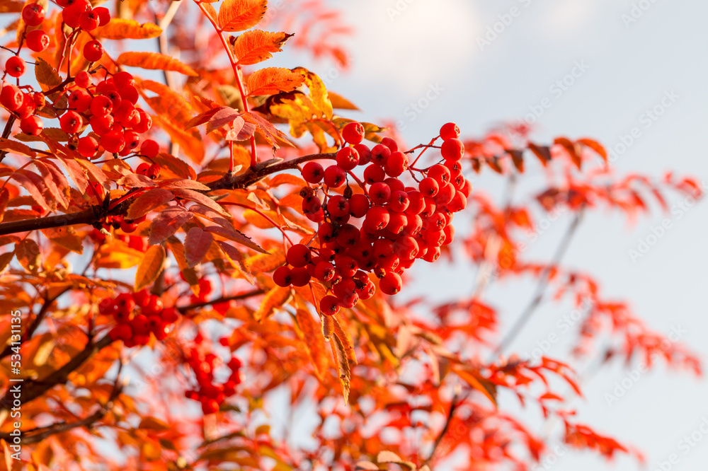 Clusters of mountain ash in the autumn garden. Rowan berries Clusters of mountain ash in the autumn garden. Rowan berries