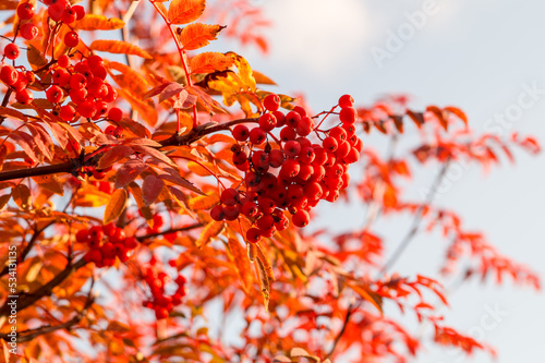 Foto Clusters of mountain ash in the autumn garden. Rowan berries