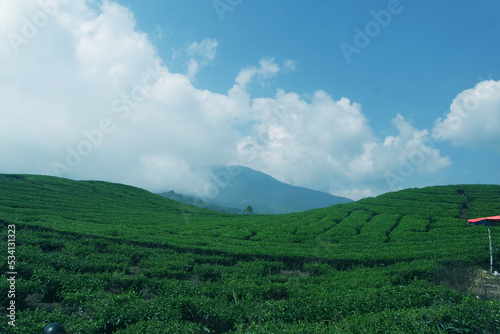 tea garden under the cloud