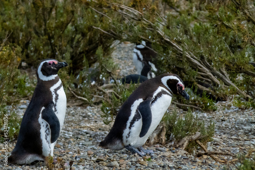 sighting of Patagonian penguins and their fauna, with an attentive look and surrounded by native vegetation, scientific name Spheniscus magellanicus, known as Magellanic penguin, family Spheniscidae