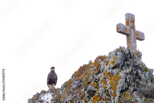 Carancho bird perched on a rock with a stone cross, inhabits and is native to Central and South America, scientific name Caracara plancus,seen around Laguna Azul, family Falconidae, species C. plancus