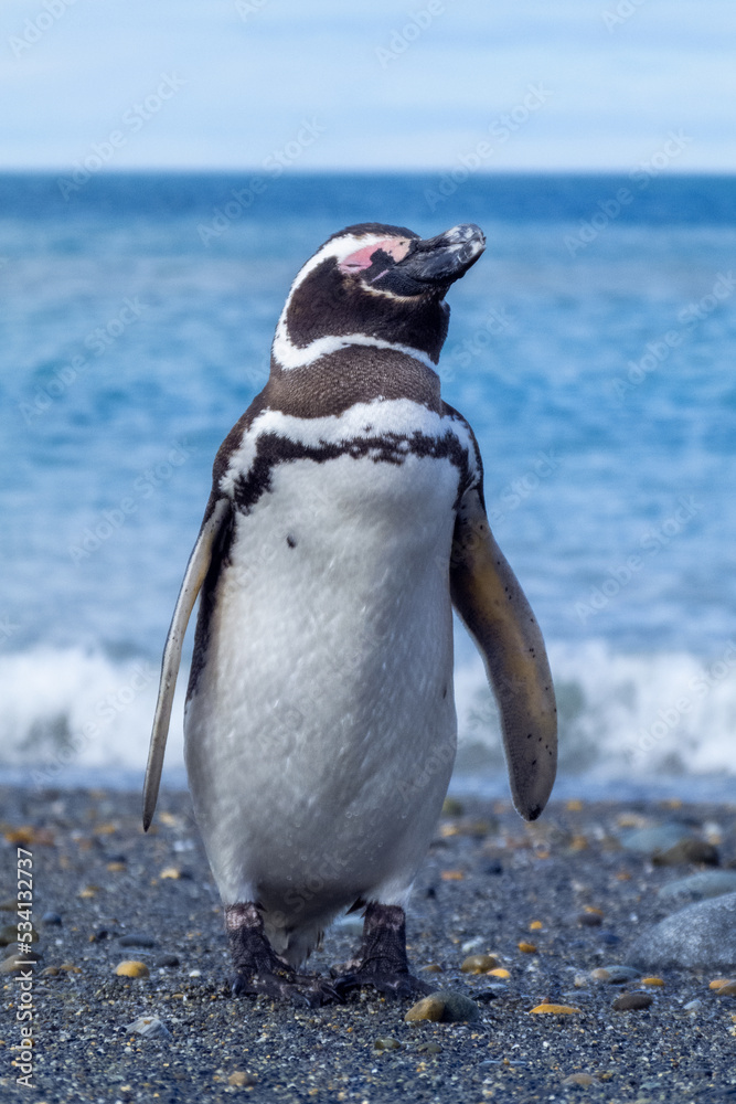 Obraz premium vertical photo of a patagonian penguin with a bad boy posture or resting,with an out of focus sea background,scientific name Spheniscus magellanicus,known as Magellanic penguin, family Spheniscidae