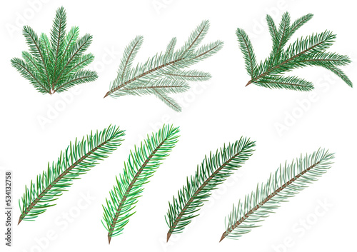 set of spruce branches