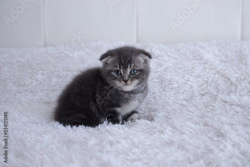 Scottish fold striped grey kitten