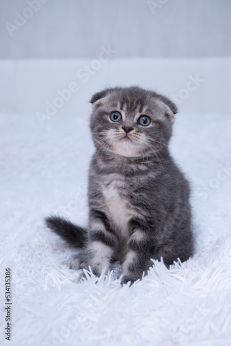 Scottish fold striped kitten
